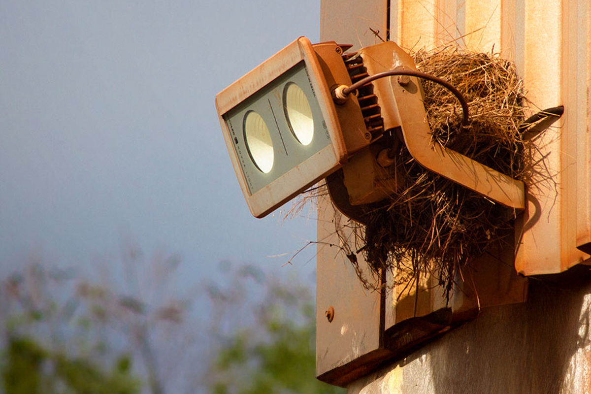 Um ninho de pássaro construído sobre um projetor luminoso em parede de uma indústria mineradora, que resiste ao tempo há anos pelas suas características de proteção, ilustrando artigo sobre o que é grau de proteção IP